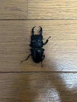 Amazon.co.jp: 「標本」本土 ヒラタクワガタ 53ミリ : おもちゃ